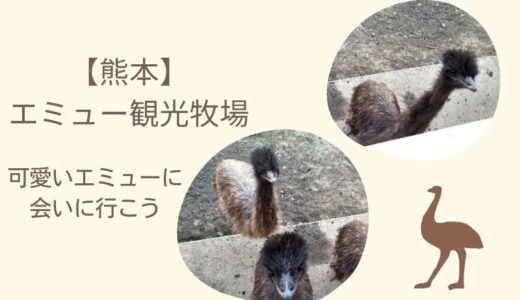 熊本県菊池エミュー観光牧場に行ってみた口コミを紹介します