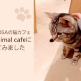 熊本ココサの猫カフェのクチコミ