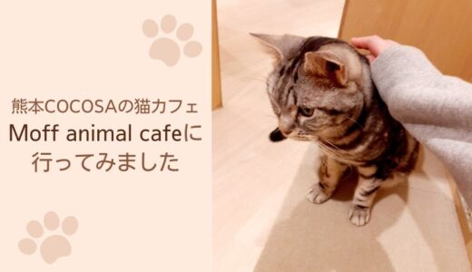 COCOSAの猫カフェ Moff animal cafe ココサ熊本店の料金やクチコミを紹介します