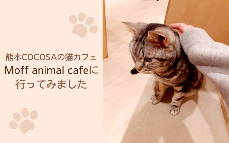 熊本ココサの猫カフェのクチコミ