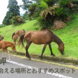 都井岬 馬に会える場所とおすすめスポット