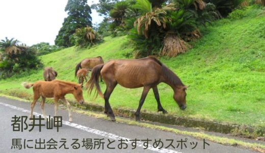 都井岬の馬はどこで見れる？野生馬がたくさん見れる場所と都井岬のおすすめスポットを紹介します