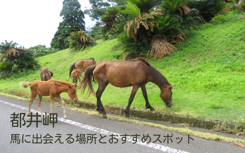 都井岬 馬に会える場所とおすすめスポット