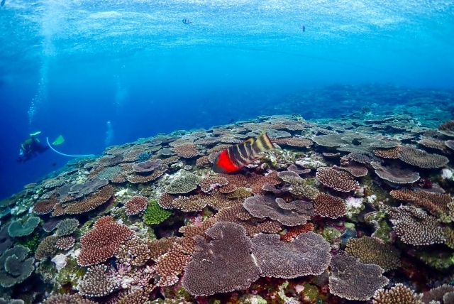 石垣島のテーブルサンゴ