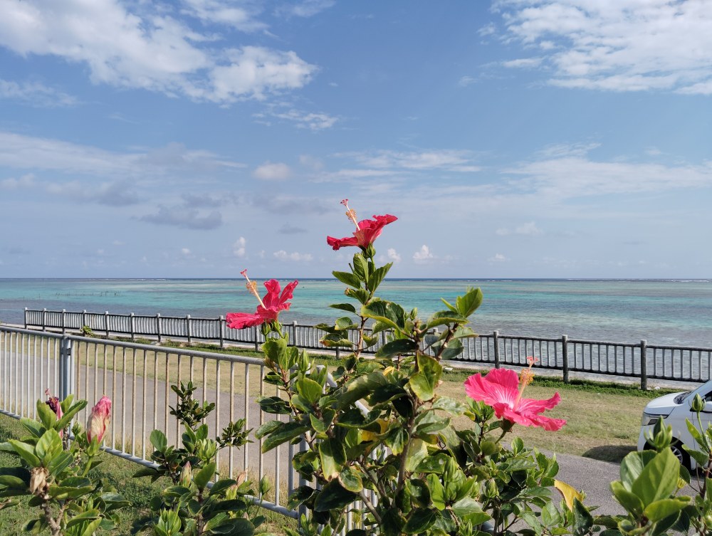 4月のハイビスカスと石垣島の海